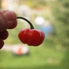 Brazilian Red Pampkin (Острый перец Бразилиан Ред Пампкин)