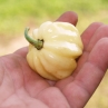 Habanero White Giant (острый перец Хабанеро Большой Белый)