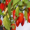 Cascabella pepper (Перец Касабелла)