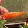 Cayenne Orange Pepper (Кайенский Оранжевый Перец)