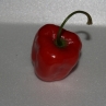 Rocoto pepper (острый перец Рокото)