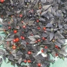 Черная Жемчужина острый перец (Black Pearl Pepper)