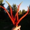 Joe`s Long Cayenne (Кайен длинный)