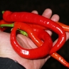 Острый перец Guindilla Verde
