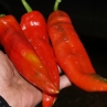 Острый перец Sonora