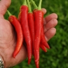 Острый перец САР 1499