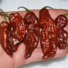 Острый перец 7 Pot Chaguanas Chocolate SLP