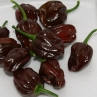 Острый перец Хабанеро Шоколадный (Habanero Chocolate)