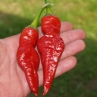 Острый перец Monkey Face Red