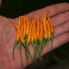 Острый перец Thai Orange Hot