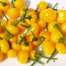 Острый перец Quintisho Yellow