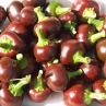 Острый перец Chocolate Cherry