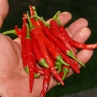 Острый перец Cayenne Long Slim