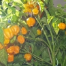 Острый перец Scotch Bonnet MOA