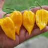 Острый перец Naga Morich orange