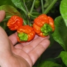 Острый перец Trinidad Scorpion Moruga Red (новая линия)
