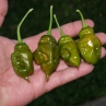 Острый перец Trinidad Scorpion Green