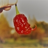 Острый перец Carolina Reaper