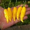 Острый перец Limon