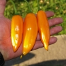 Острый перец Aji Amarillo