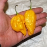 Острый перец Trinidad Scorpion Yellow CARDI