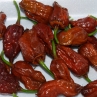 Острый перец 7 Pot BBG Chocolate