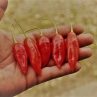 Острый перец Hot Pepper Lantern