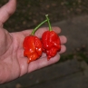 Острый перец Trinidad Scorpion Butch T