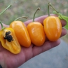 Острый перец Locoto Orange