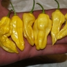 Острый перец Habanero Hot Lemon