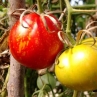 Томат Cascade Lava