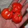 Острый перец Scotch Bonnet orange-red