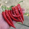Острый перец De Arbol