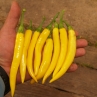 Острый перец Fire Flame Yellow