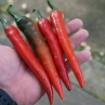 Острый перец Fire Flame Red