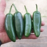 Острый перец Jalapeno giant