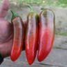 Острый перец Jalapeno Jumbo