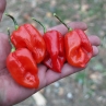 Острый перец Habanero Vietnam