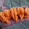 Острый перец Peach Bhut WM x Jonah