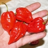 Острый перец Aji Umba Red