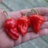 Острый перец Tasmanian Habanero