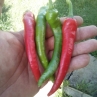 Острый перец Verato