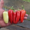 Острый перец Jalapeno White
