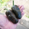 Острый перец Chilhuacle Negro