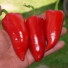 Сладкий перец Chervena Chushka