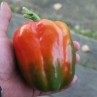 Сладкий перец Ozark Giant
