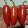 Острый перец Jalapeno Early