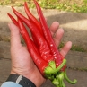 Острый перец Banjarmasin