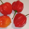 Острый перец Habanero Rio Ronuro hot