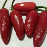 Острый перец Jalapeno TAM